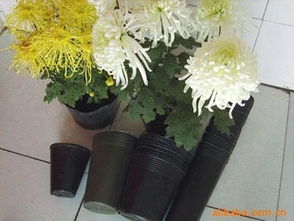 規(guī)模化培育利器 經(jīng)濟(jì)型花卉周轉(zhuǎn)筐供應(yīng)商推薦！熱鍍管批量最優(yōu)選——玉田縣欣然塑料制品廠