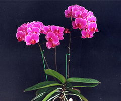 福建日怡花卉 傳承技藝，綻放閩南情懷