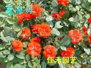 精品月季園全面供應(yīng) 保鮮快遞與花卉苗木一站式服務(wù)