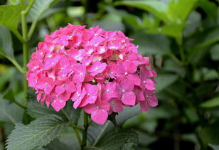 花卉一組·繡球花